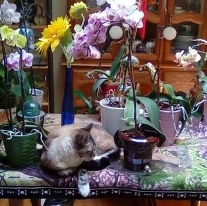 Meet your Posher, Carlotta